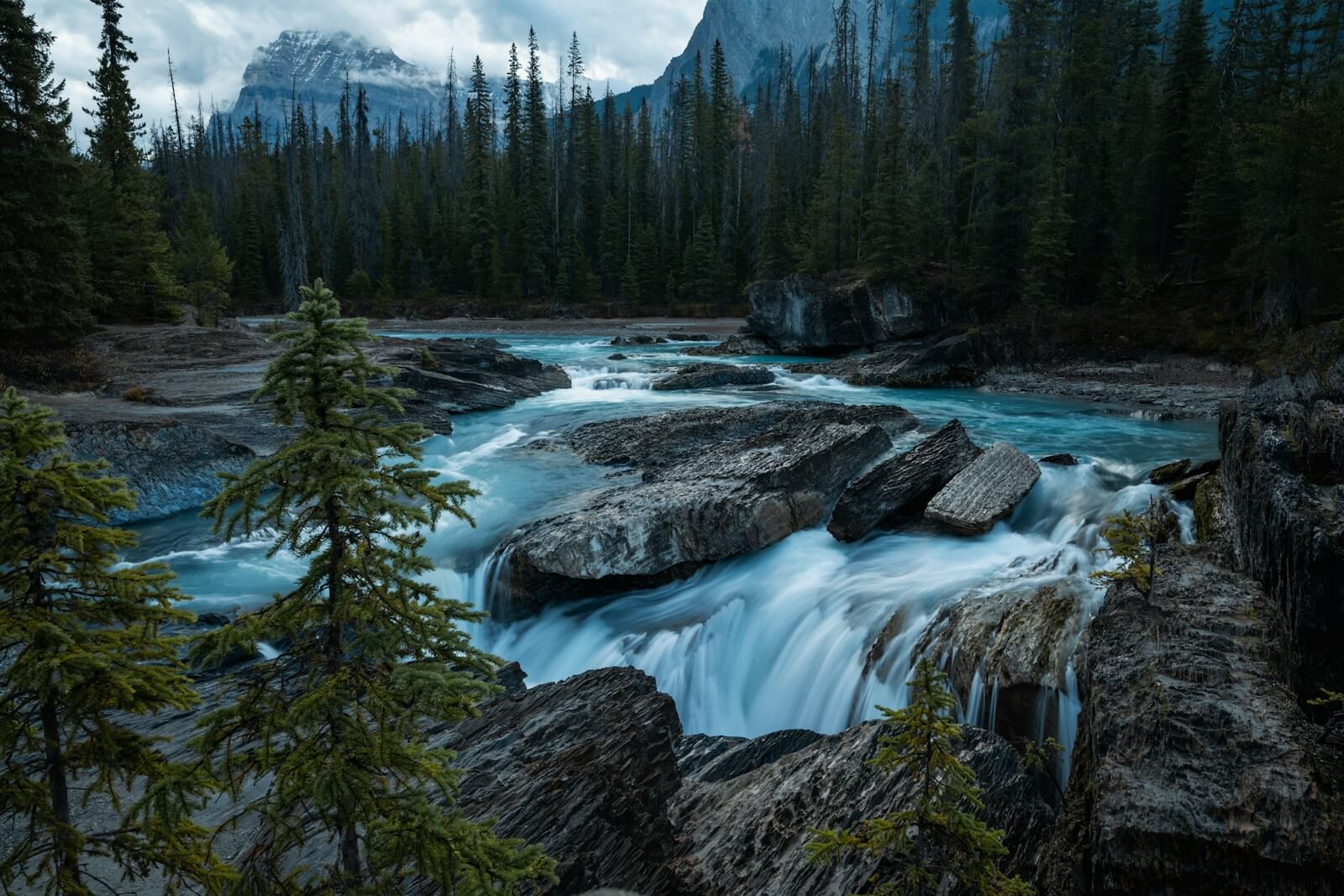 A river running through a forest filled with trees